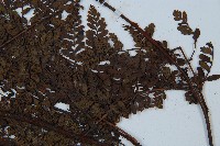 圓頭紅腺蕨藏品圖，第3張