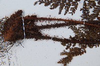 圓頭紅腺蕨藏品圖，第4張