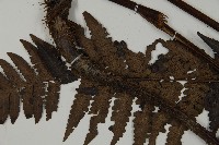 無苞蕨藏品圖，第3張