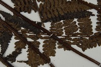 無苞蕨藏品圖，第4張