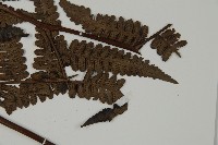 無苞蕨藏品圖，第5張