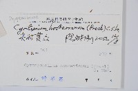 狹葉貫眾蕨藏品圖，第2張