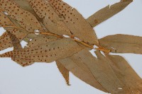 狹葉貫眾蕨藏品圖，第3張