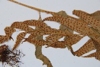 狹葉貫眾蕨藏品圖，第4張