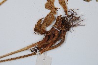 狹葉貫眾蕨藏品圖，第5張