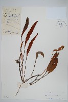 石葦藏品圖，第1張