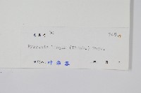 石葦藏品圖，第2張