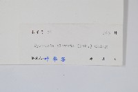 光石韋藏品圖，第2張