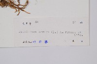 燈龍草藏品圖，第2張