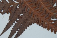 日本狗脊蕨藏品圖，第2張