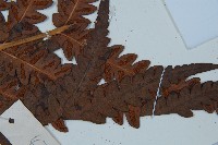 日本狗脊蕨藏品圖，第3張