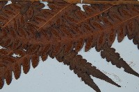 日本狗脊蕨藏品圖，第4張