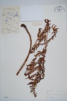 兩色鱗毛蕨藏品圖，第1張