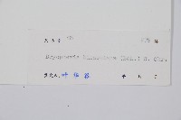 兩色鱗毛蕨藏品圖，第2張