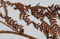 兩色鱗毛蕨藏品圖，第4張