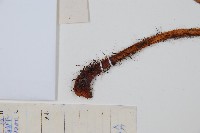 兩色鱗毛蕨藏品圖，第5張