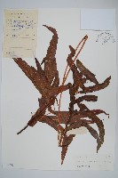 披針新月蕨藏品圖，第1張