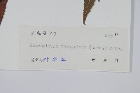 披針新月蕨藏品圖，第2張