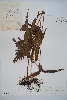 邊緣鱗蓋蕨藏品圖，第1張