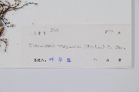 邊緣鱗蓋蕨藏品圖，第2張