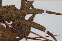 邊緣鱗蓋蕨藏品圖，第3張