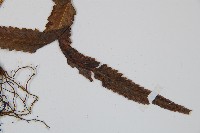 邊緣鱗蓋蕨藏品圖，第4張