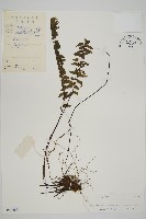 薄葉孔雀鐵角蕨、邊孢鐵角蕨藏品圖，第1張