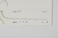 薄葉孔雀鐵角蕨、邊孢鐵角蕨藏品圖，第2張