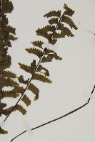 薄葉孔雀鐵角蕨、邊孢鐵角蕨藏品圖，第3張