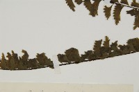 薄葉孔雀鐵角蕨、邊孢鐵角蕨藏品圖，第4張