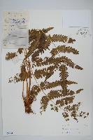 碩大鳳尾蕨藏品圖，第1張