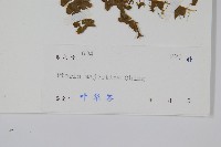 碩大鳳尾蕨藏品圖，第2張