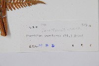 密毛蕨、巒大蕨藏品圖，第2張