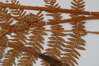 密毛蕨、巒大蕨藏品圖，第3張