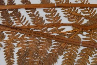 密毛蕨、巒大蕨藏品圖，第4張