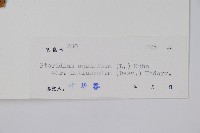 蕨藏品圖，第2張