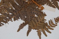 蕨藏品圖，第3張