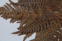 蕨藏品圖，第4張