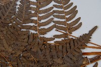 蕨藏品圖，第5張