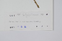 單抱卷柏藏品圖，第2張