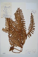 大羽芒藏品圖，第1張