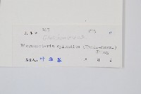 大羽芒藏品圖，第2張