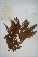 溪鳳尾蕨藏品圖，第1張