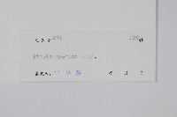 溪鳳尾蕨藏品圖，第2張