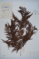 金狗毛蕨藏品圖，第1張