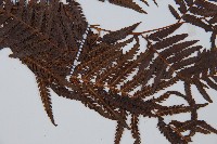 金狗毛蕨藏品圖，第4張