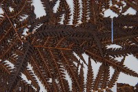 金狗毛蕨藏品圖，第5張