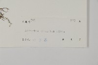 鞭葉鐵線蕨藏品圖，第2張