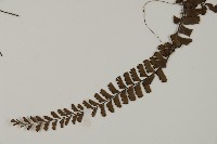 鞭葉鐵線蕨藏品圖，第3張