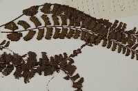鞭葉鐵線蕨藏品圖，第4張